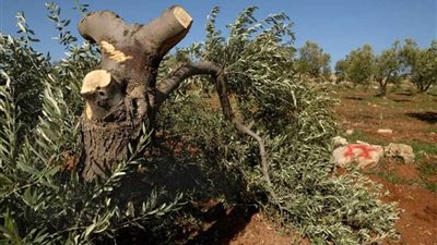 مستوطنون يقطعون 25 شجرة زيتون معمرة غرب بيت لحم