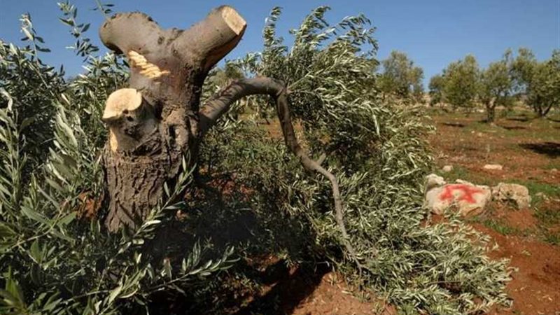 مستوطنون يقطعون 25