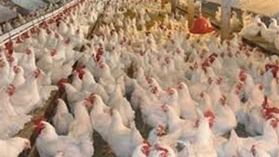الزراعة تنفي انتشار كميات كبيرة من الدواجن الفاسدة بالمجمعات الاستهلاكية
