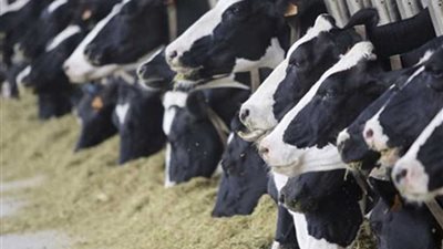 الزراعة: ذبح المواشي يتم تحت الإشراف الطبي والبيطري