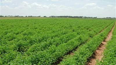 بدء زراعة 250 فدانا بمركز بلاط بالوادي الجديد