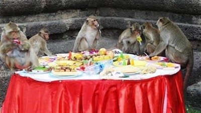 بوفيه القرود.. مهرجان سنوي غريب احتفالًا بشجاعة قرد