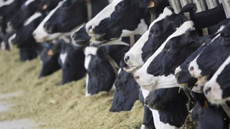 الزراعة: ذبح المواشي