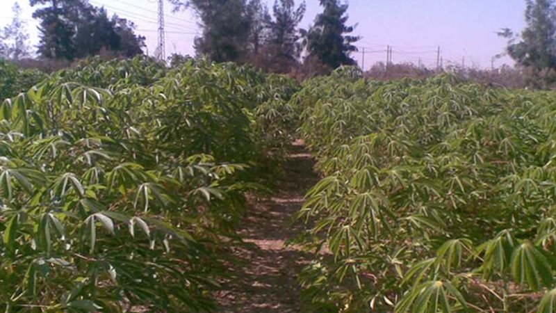 مضاعفة القيمة الإيجارية