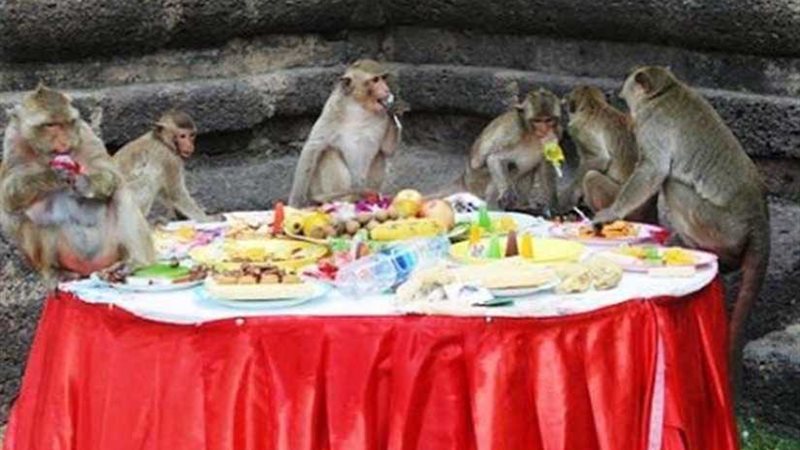 بوفيه القرود.. مهرجان