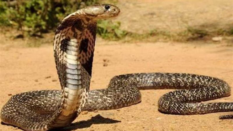 يحقن نفسه بسم الأفعى