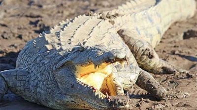 طفلة 11 عامًا تنقذ صديقتها 9سنوات من بين أنياب تمساح عملاق