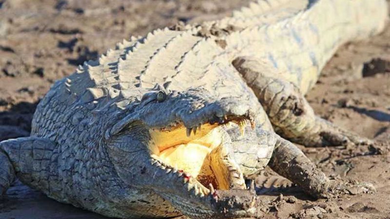 طفلة 11 عامًا تنقذ