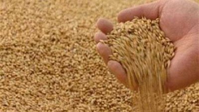 الزراعة تنفي زيادة النسبة المسموح بها من فِطر 