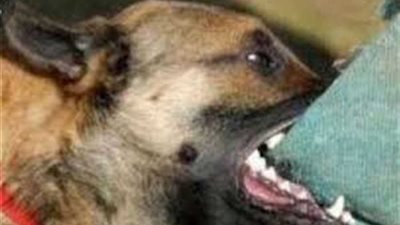 كلب مسعور يعقر 10 أطفال في قرية قليشان بالبحيرة