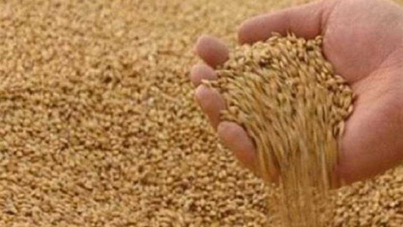 الزراعة تنفي زيادة