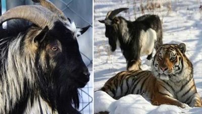 الصداقة المستحيلة.. كيف تحققت؟ (فيديو وصور)