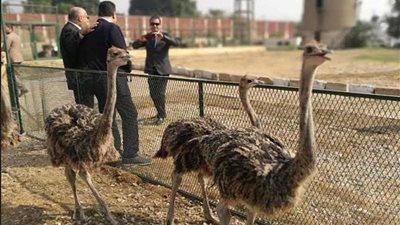 بالصور.. السجون تنتج سلع غذائية وتربى نعام ودواجن وتسمن الأبقار والعجول داخل سجون طرة