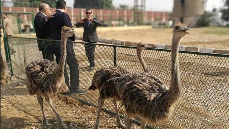 بالصور.. السجون تنتج