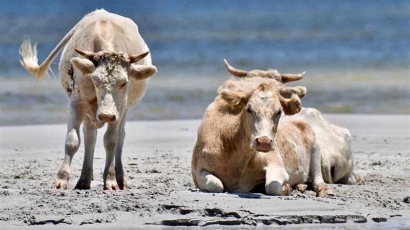 3 بقرات تسبح 11 كيلومترًا