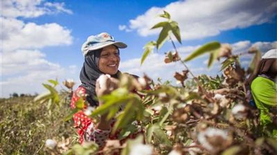 «بحوث الصحراء»: برامج لتحسين القطن المصرى والتوسع فى زراعته بالمناطق الصحراوية