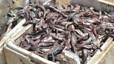 ضبط أسماك ولحوم فاسدة في حملة بالدقهلية