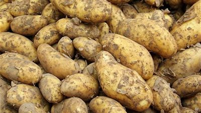 وزارة التجارة تنفى صدور قرار روسي بحظر استيراد البطاطس المصرية