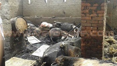 نفوق 5 رؤوس ماشية بعد نشوب حريق بالمنوفية