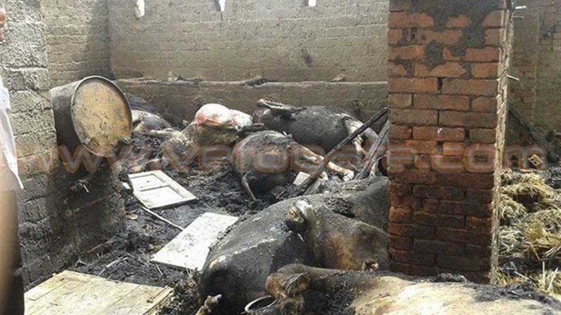 نفوق 5 رؤوس ماشية