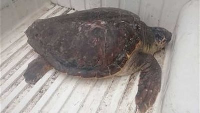 البيئة: إعادة 4 سلاحف بحرية مهددة بالانقراض لمياه البحر المتوسط