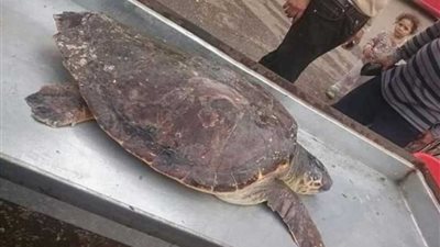 سلحفاة نادرة بمحل أسماك بالمنصورة
