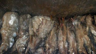 مباحث التموين: 550 كيلو أسماك مالحة فاسدة بميت غمر