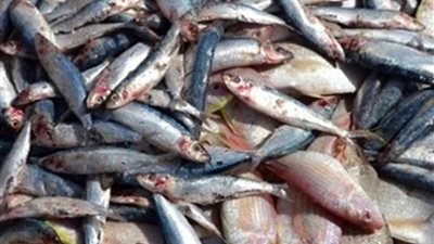 بيطري المنيا يضبط 103 كيلو أسماك مملحة غير صالحة للاستهلاك الآدمي