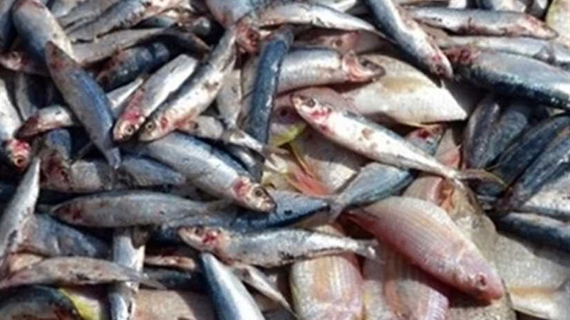 بيطري المنيا يضبط