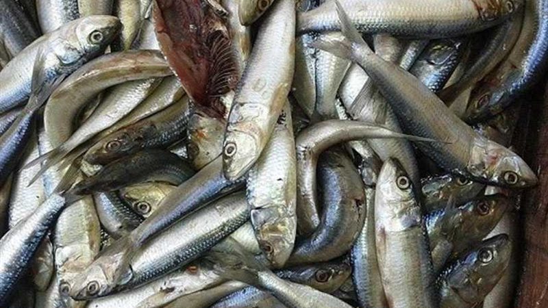 ضبط طن و525 كيلو