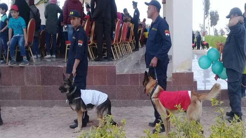 مسابقة بين الكلاب