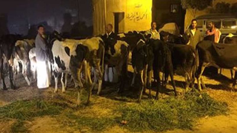 ضبط عصابة سرقة الماشية