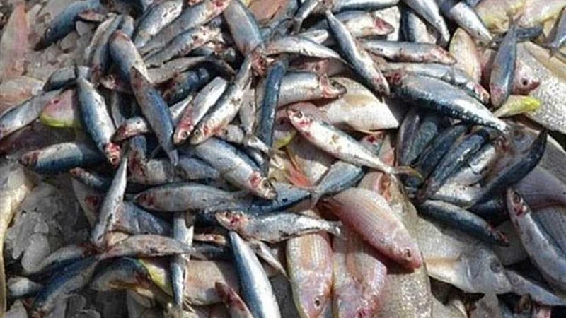 ضبط 12 طن أسماك ورنجة