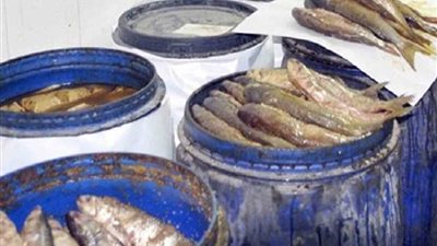 ضبط 1860 كيلو أسماك مملحة فاسدة بأسيوط