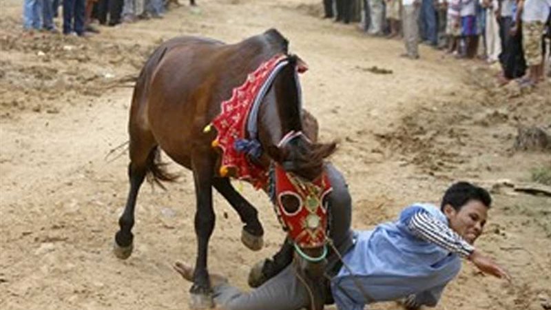 حصان يرفس طفلًا بالدقهلية