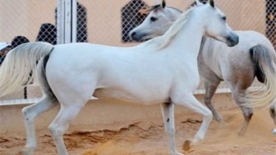 الزراعة: تصدير31 حصانا عربيا لأوروبا منذ رفع الحظر