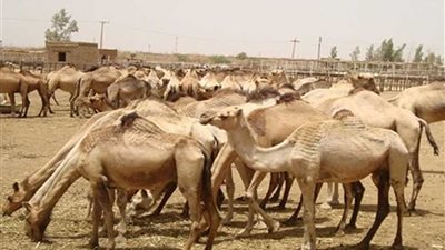 أسوان ..الحجر البيطري يستقبل 2962 رأسا من الجمال قادمة من السودان