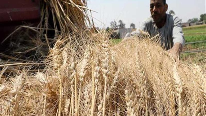 تموين كفرالشيخ :