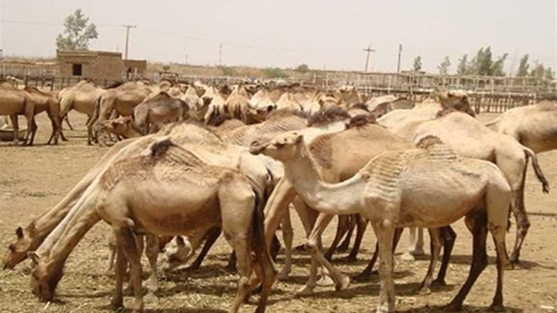 أسوان ..الحجر البيطري