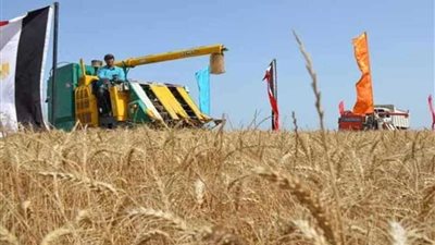 الإسماعيلية تبدأ حصاد وتوريد القمح للصوامع