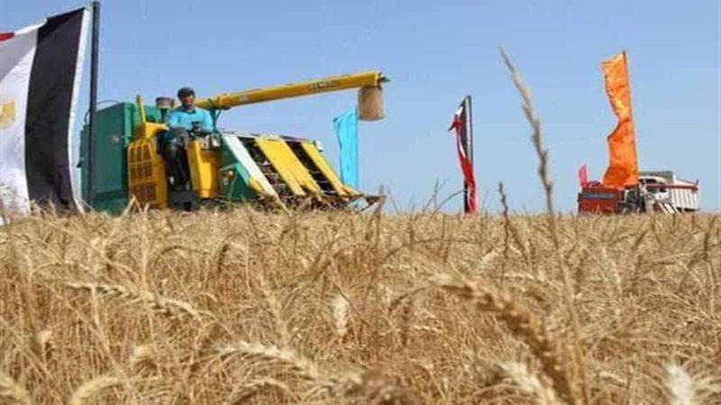 توريد 11 ألف طن قمح