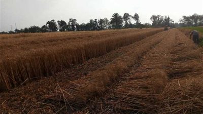 توريد 22 ألف طن قمح في كفر الشيخ