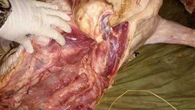 بيطري الفيوم ضبط 550 كيلوجرام لحوم غير صالحة للاستهلاك الآدمي