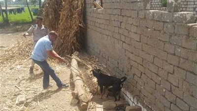 متعدٍّ يستعين بـ”كلب حراسة“ لمنع إزالة مخالفات زراعية.. (صور)