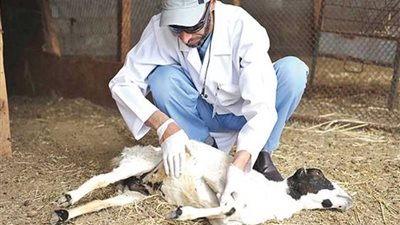 بيطري المنيا يحرر 17 مخالفة