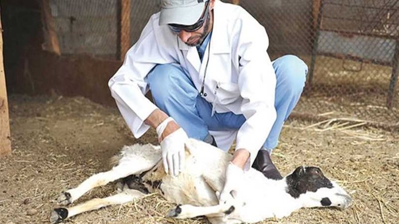 بيطري المنيا يحرر