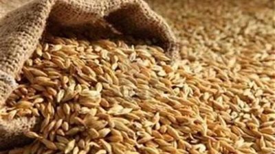 تموين المنيا: توريد 51 ألف طن قمح وفتح شونة تندة