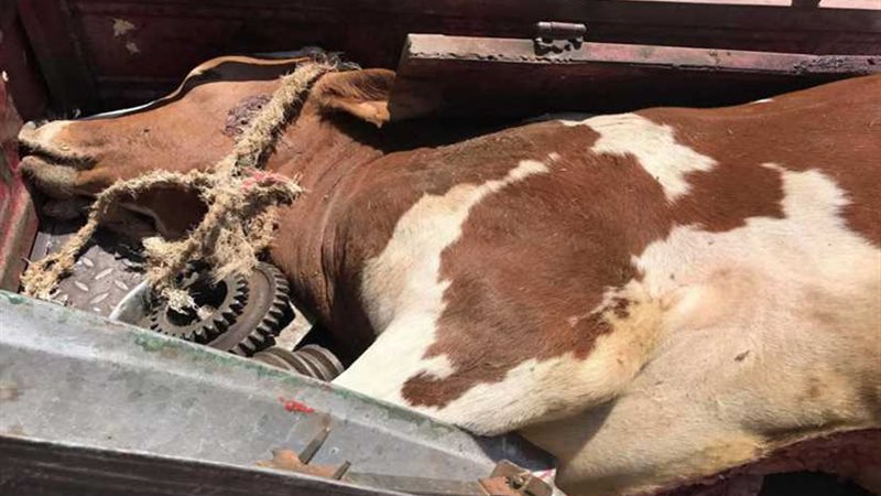 مباحث التموين تضبط