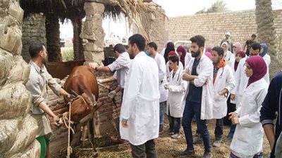 الجيزة.. قافلة بيطرية مجانية في أطفيح