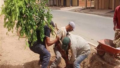 البيئة تنتهي من زراعة 3500 شجرة بالقاهرة والقليوبية